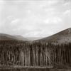 photograph of forestry and mountains the Glyn Torpantau Brecon Beacons