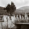 photograp of tree in graveyard Aber neat Talybont Brecon Beacons